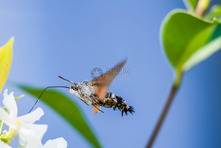 白花上的蜂鸟鹰蛾Macroglossumstellatarum盘旋在花上图片