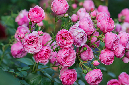 粉红色的玫瑰花Pomponella花园里长着粉红玫瑰美丽的粉红图片