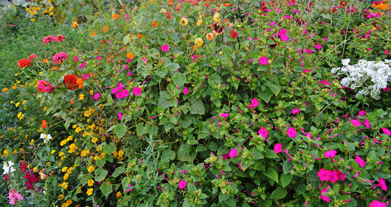 秋天花园里的花在秋季或夏季花园开花秋季花园背景中的花朵一年生和多图片