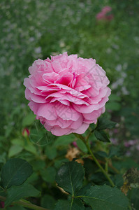 花园里的英国玫瑰夏日花园里的图片