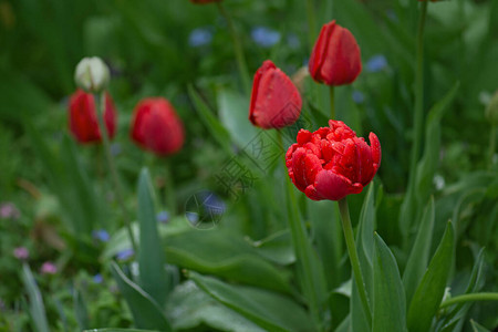 花园里的红色郁金香盛开的红色郁金香花田野里有很图片