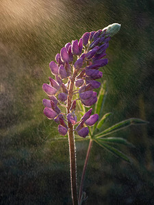 夏雨滴下的羽扇豆花特写图片