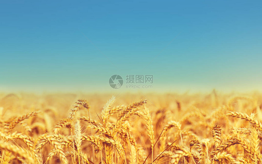 麦田，小麦的小穗选图片