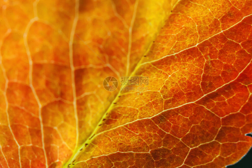 特写秋天红色橙绿木板树叶在太阳背景下发光的极端宏观纹理视图鼓舞人心的自然10月或9月壁纸图片