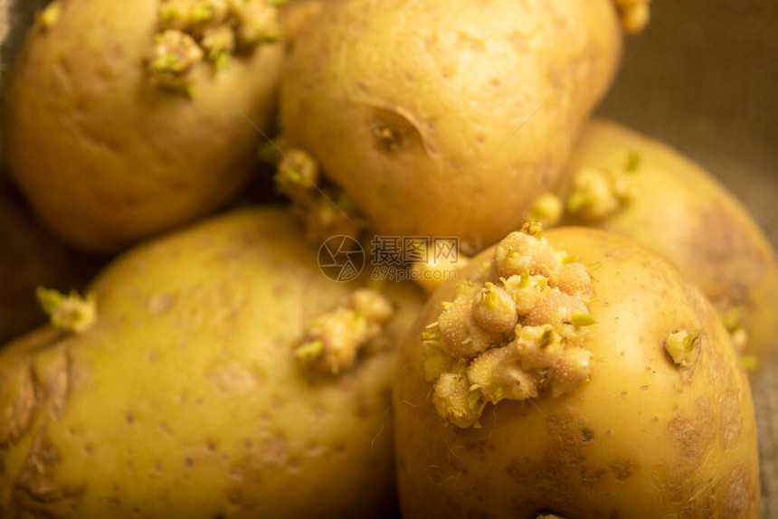 马铃薯在粗糙的炒开背景下流出秋季收割种子土豆图片