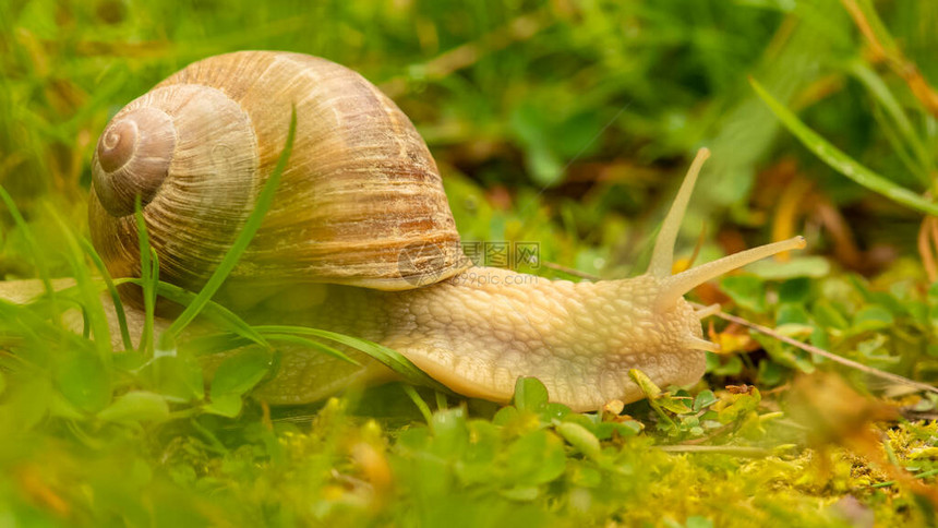 雨后花园里的一只大蜗牛图片