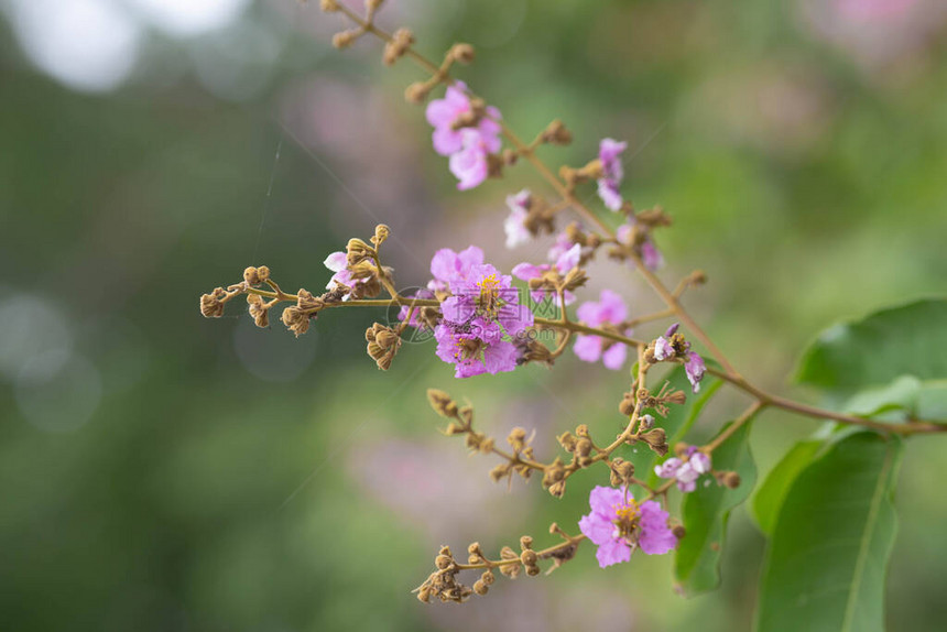 Bungor树的淡紫色花朵花朵在夏天绽放在模糊的自然背景上的紫图片