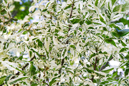 科诺斯康特罗弗萨树variegata图片