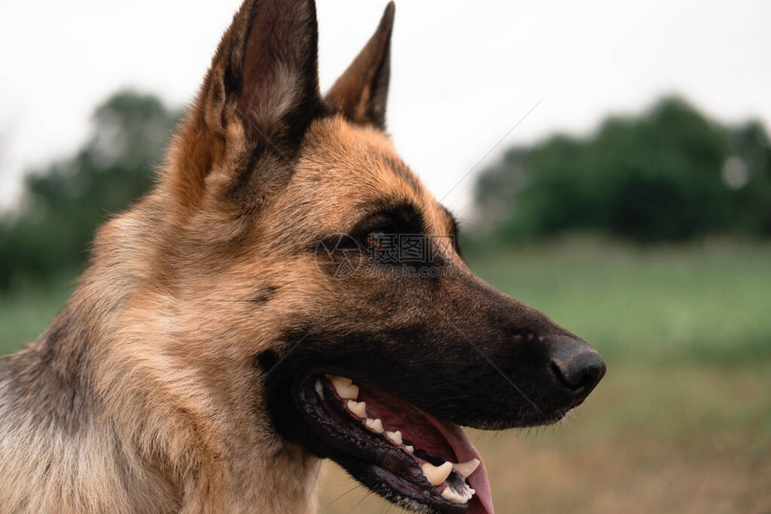 德国牧羊犬的肖像牧羊犬伸出舌头狗在大自然中散步黑色和红色德图片