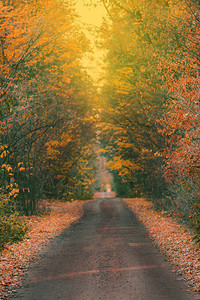 秋天的美丽风景与空荡的乡村道路有橙色和红色叶子的秋天森林有很多温图片