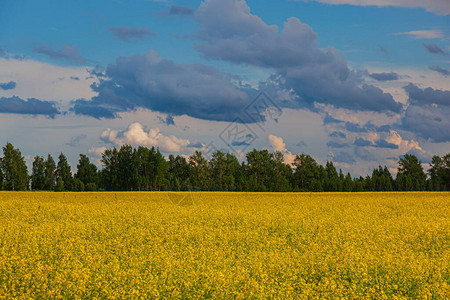 在花风景的黄色领域的暴风云背景图片
