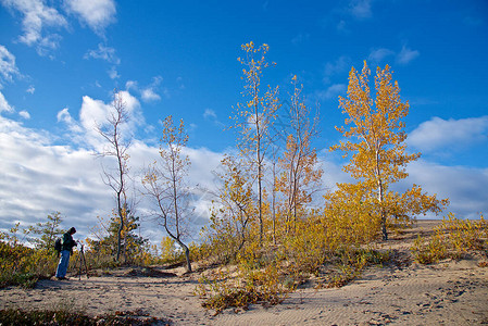 摄影师照片拍摄沙丘上黄叶和蓝天图片