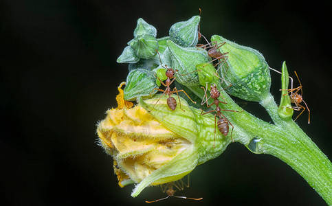 冬瓜花上的织布蚁图片