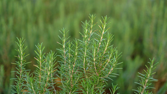 罗斯玛丽香草植物是可食用的木质常年植物图片