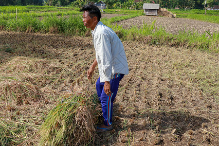 收获稻田的农民采摘大米农民手工种植大米一位巴厘老年人将牛图片