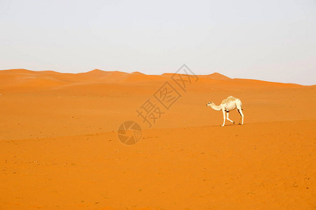 一只骆驼穿过沙特背景图片