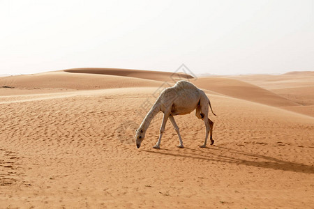 骆驼在沙特阿拉伯的沙图片