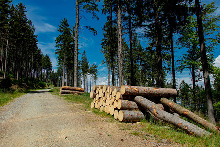 波兰山区森林道路附近的原木高清图片