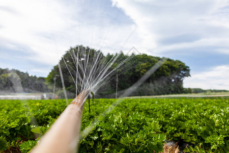 自动草坪洒水器浇灌绿草带自动系统的洒水器花园灌溉系统浇灌草坪可调节喷头的自动喷水灭火系背景图片