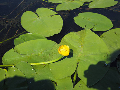 夏天睡莲在湖面上绽放图片