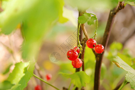 熟了的连莓老小长莓有选择图片