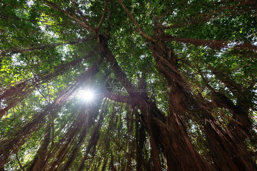 高大巨的巨大榕树绿叶长棕色浓密气生根毛从树枝上悬垂绿叶阳光透过树叶照亮图片