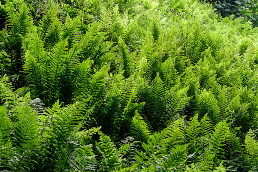 在联合王国苏格兰的一夏日森林里有大片新鲜绿色野生树叶的背景图片