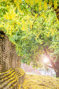 黄色决明子花的美丽景色沿着清迈古城墙开得很漂亮高清图片