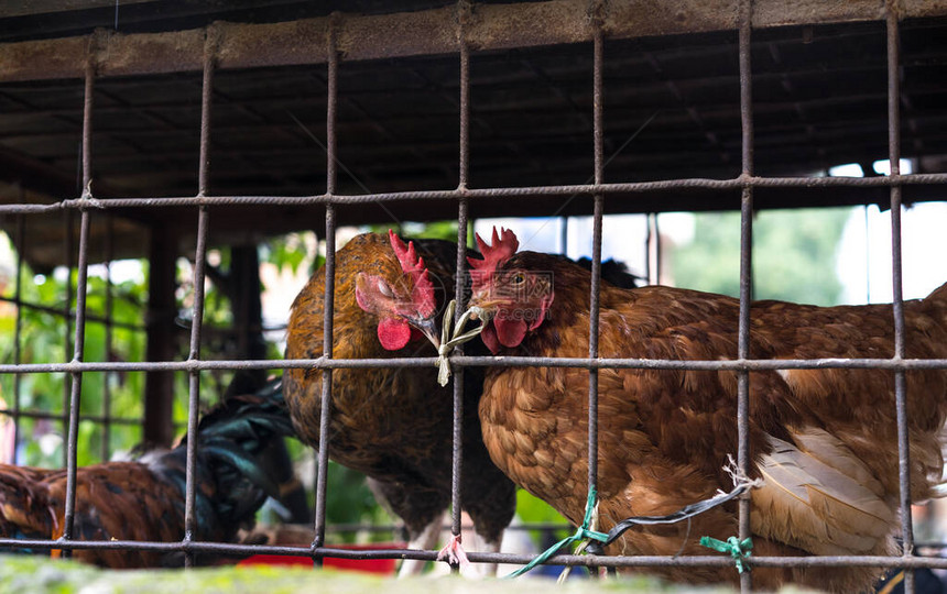 睡在小笼子里的棕色鸡在当地农贸市场出售图片