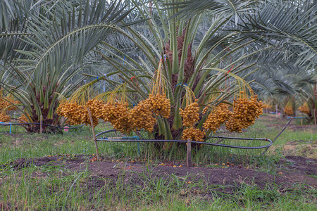 泰国农业经济椰枣树上的新季节日期种植棕榈图片