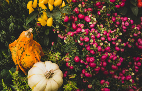 秋天装饰黄胡椒粉红雪莓和小南瓜橙色和白色的秋日图片