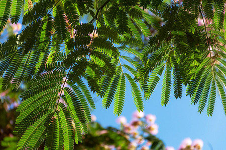连科兰植物区系美丽的高清图片