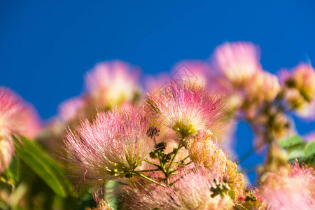 连科兰粉红色的花香味高清图片
