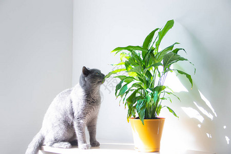 一只猫嗅着家里的花猫和花关于动物危险花朵的文章白鹭属黄图片
