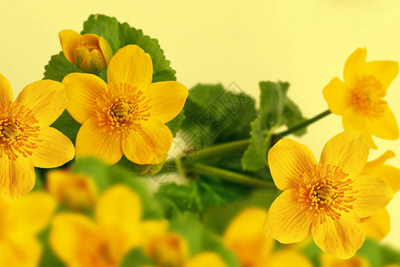 夏季景观沼泽万寿菊的黄色花朵花卉背景图片