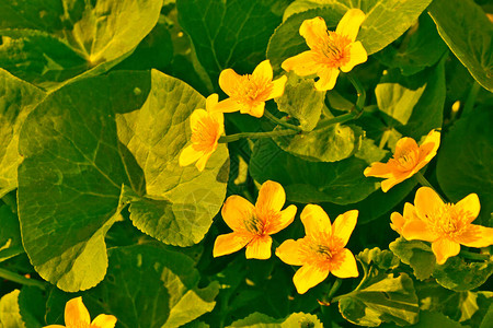 夏季景观沼泽万寿菊的黄色花朵花卉背景图片
