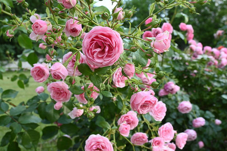 玫瑰丛上的玫瑰花图片