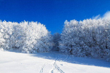 山景Bieszczady公园冬季草原和森林全景喀尔巴阡山脉景观图片
