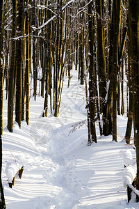 山景Bieszczady公园冬季草原和森林全景喀尔巴阡山脉景观图片