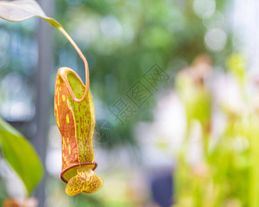 植物园的食肉植物图片