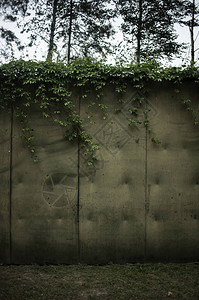 有绿色藤蔓的grunge墙图片