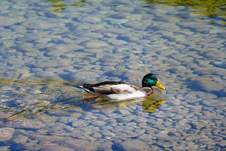 鸭子在晴朗的日子里在寒冷的山水中游泳图片