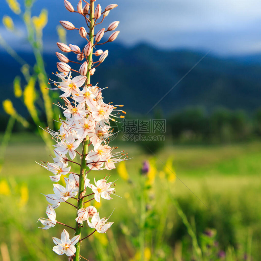 野生的花朵埃雷穆鲁斯自然的夏图片