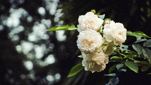 树枝上灌木上的白玫瑰图片