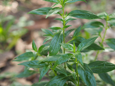 苦味之王学名穿心莲泰国草药缓解喉咙痛图片