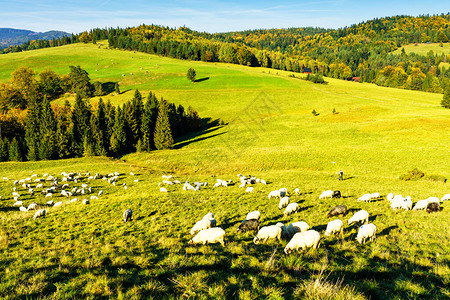 高山上的牧羊人在皮内尼公园的野生森林和田野全景中放牧羊提供羊毛图片