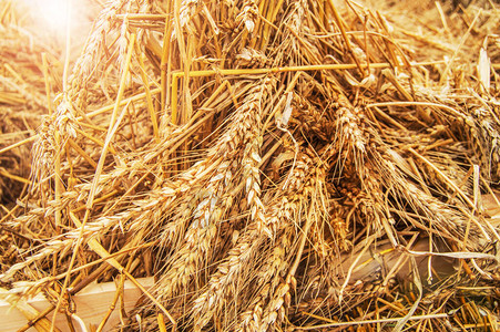 金麦和干草,背景图片