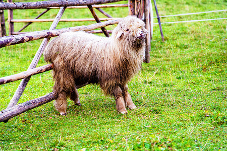 高山上的牧羊人在塔特里公园的野生森林和田野全景中放牧羊提供羊毛图片