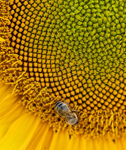 蜜蜂栖息在向日葵上捕捉花蜜图片