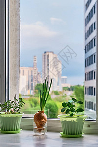 蓝天和城市建筑背景的窗台上的厨房花园图片